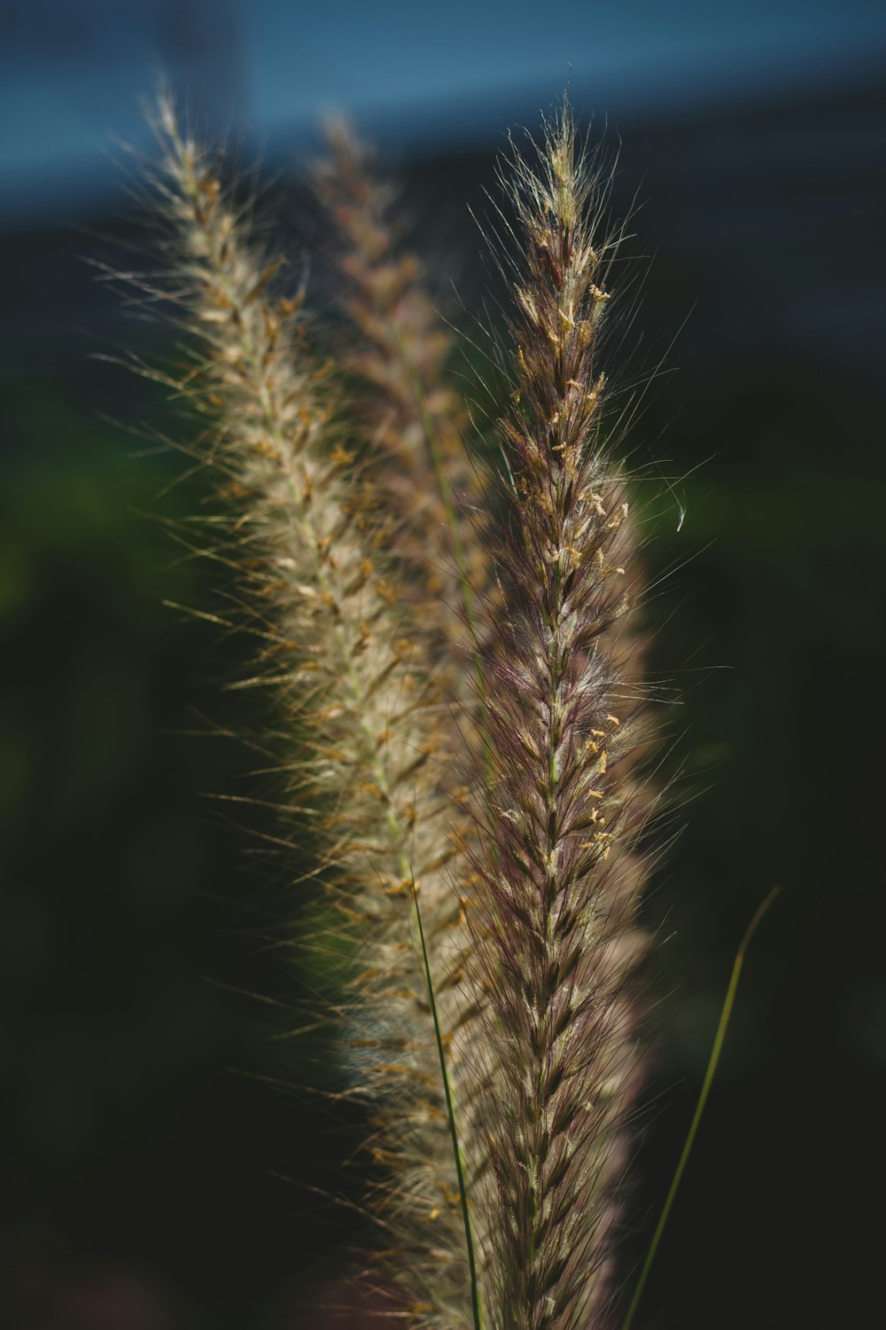 brown wheat in close up photography