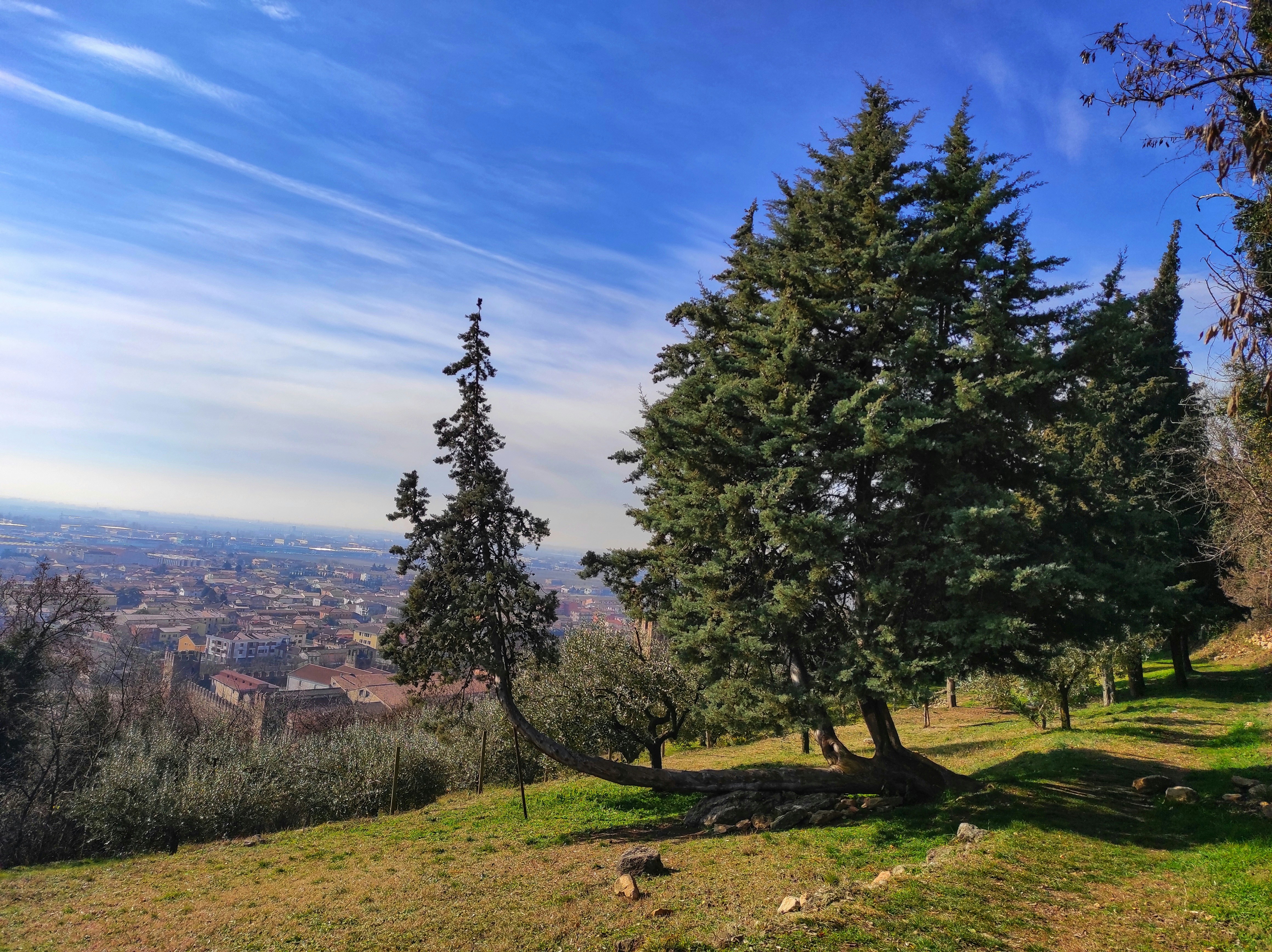 Árbol verde en campo de hierba verde durante el día