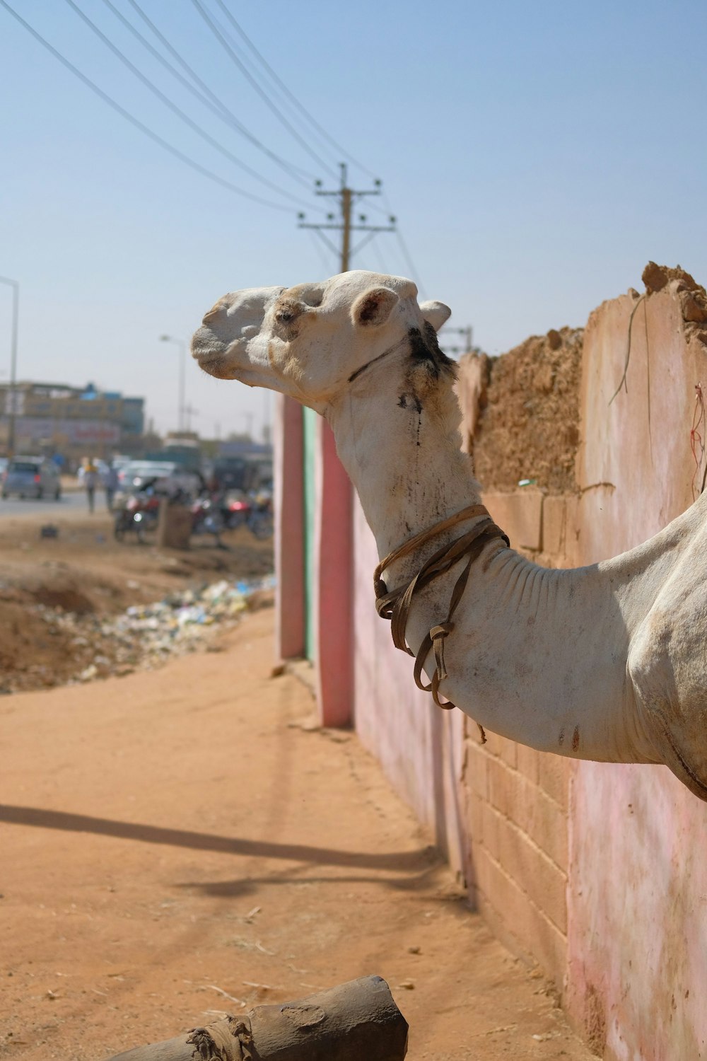 white camel on brown sand during daytime