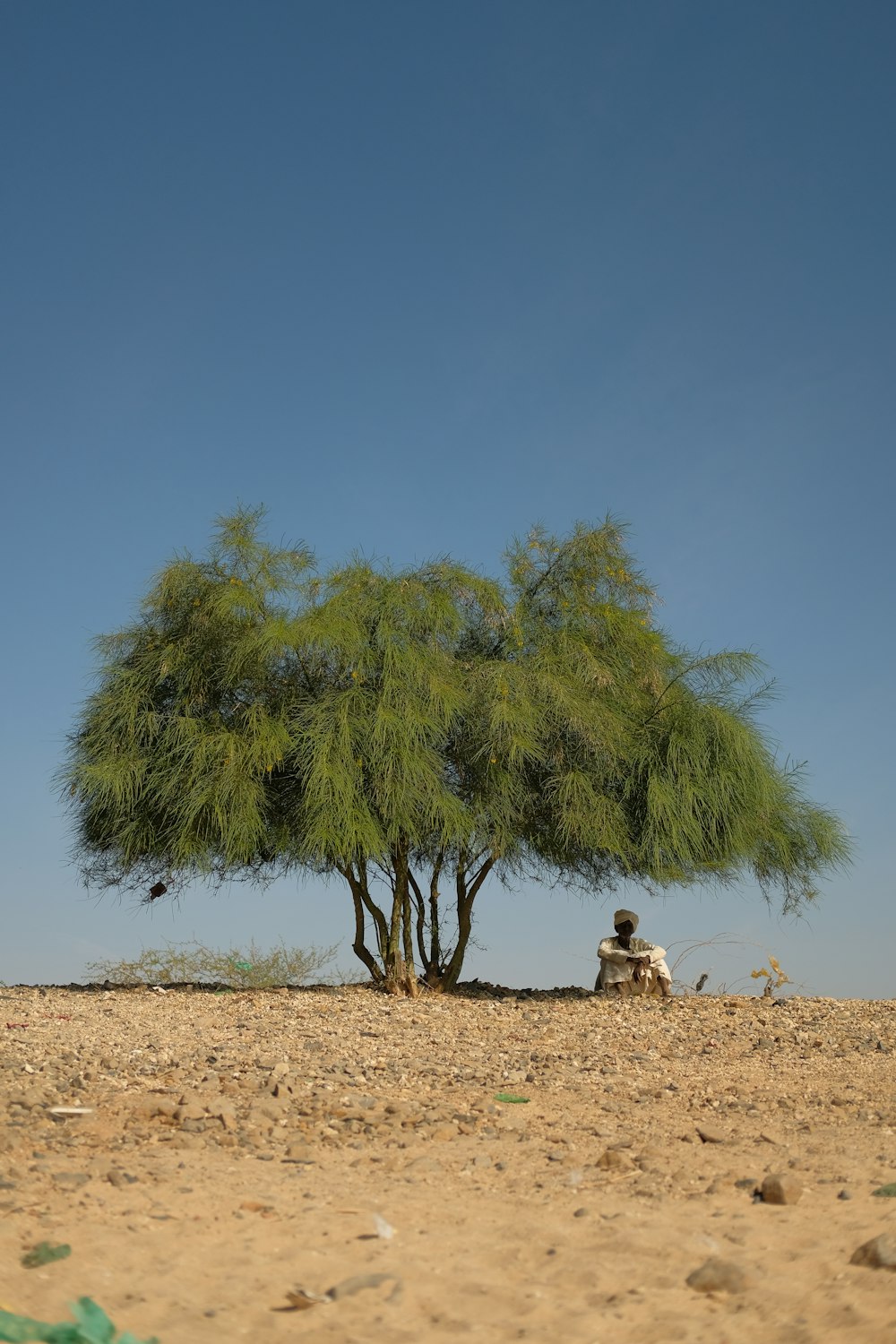 green palm tree on brown sand during daytime