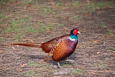 brown green and black bird on brown grass during daytime