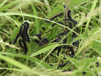 Numerous black caterpillars with spiky textures are crawling on green leaves and stems of a plant amidst dense greenery.