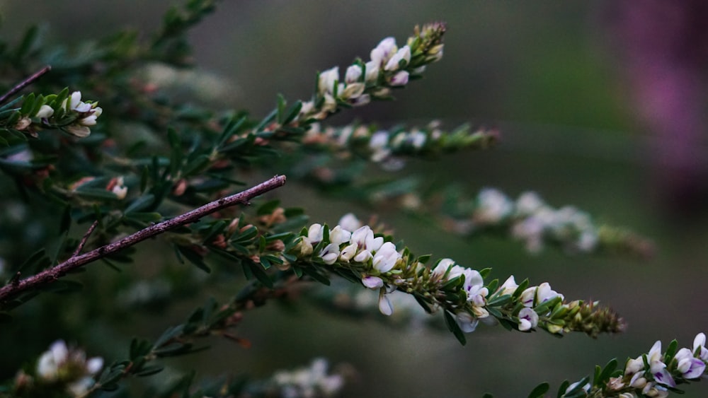 white flowers in tilt shift lens