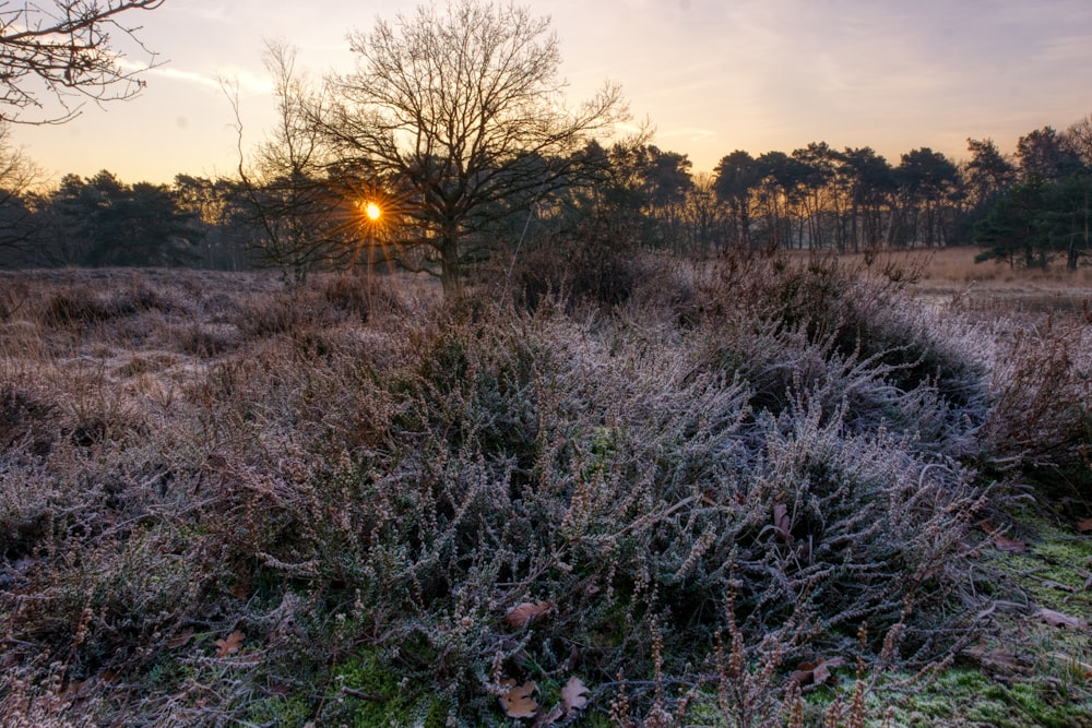 green grass field during sunset