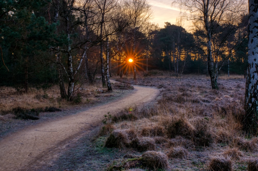 gray road between green grass and trees during sunset