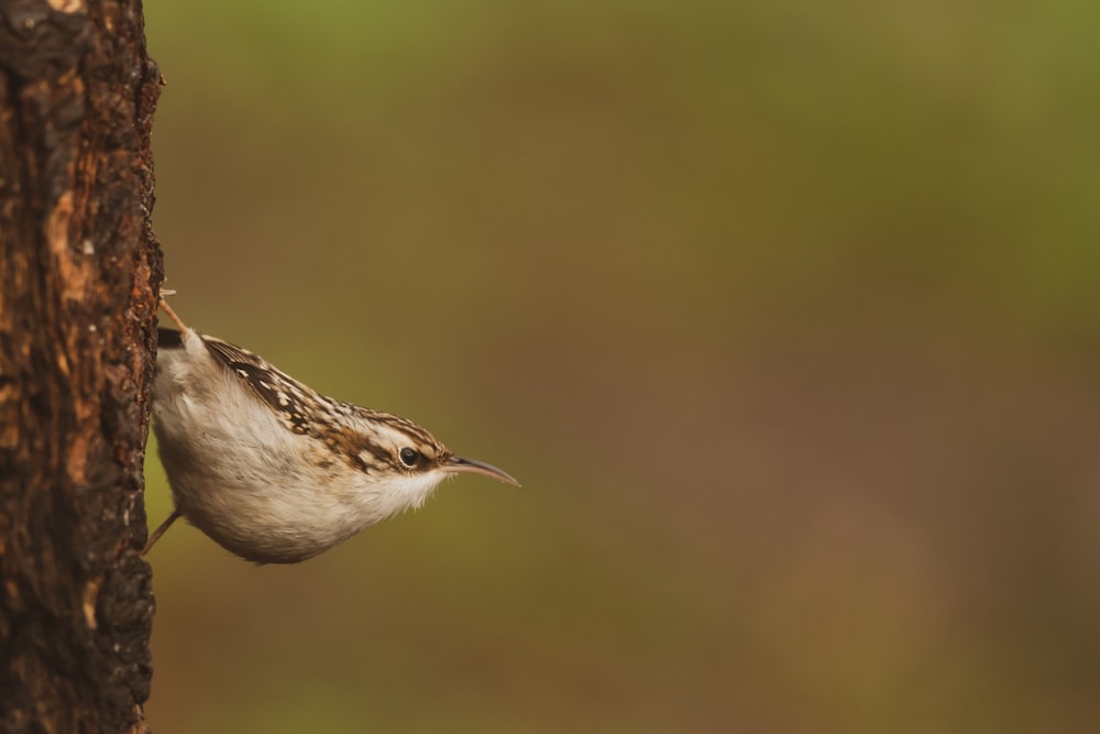 pájaro marrón y blanco en fotografía de primer plano