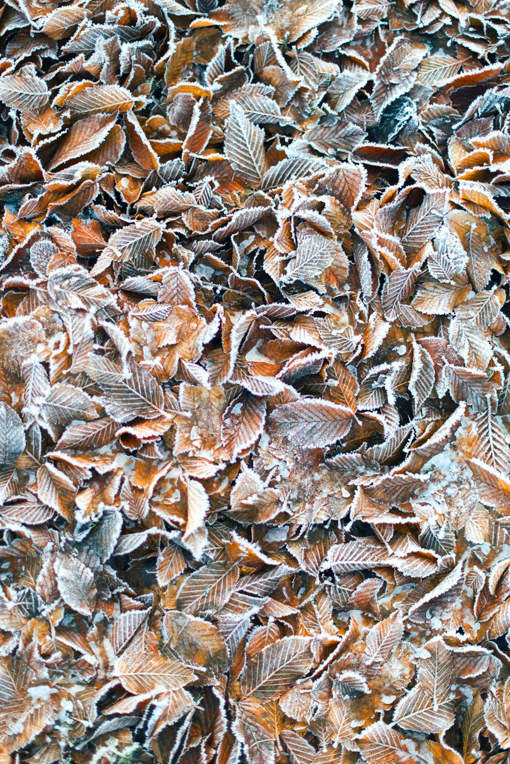 brown dried leaves on ground