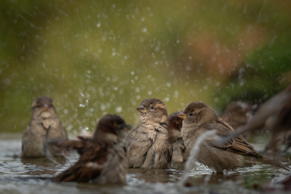 brown birds on body of water during daytime