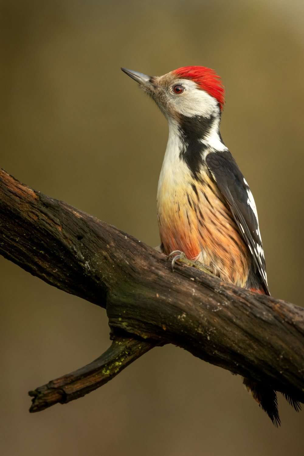 white black and brown bird on brown tree branch