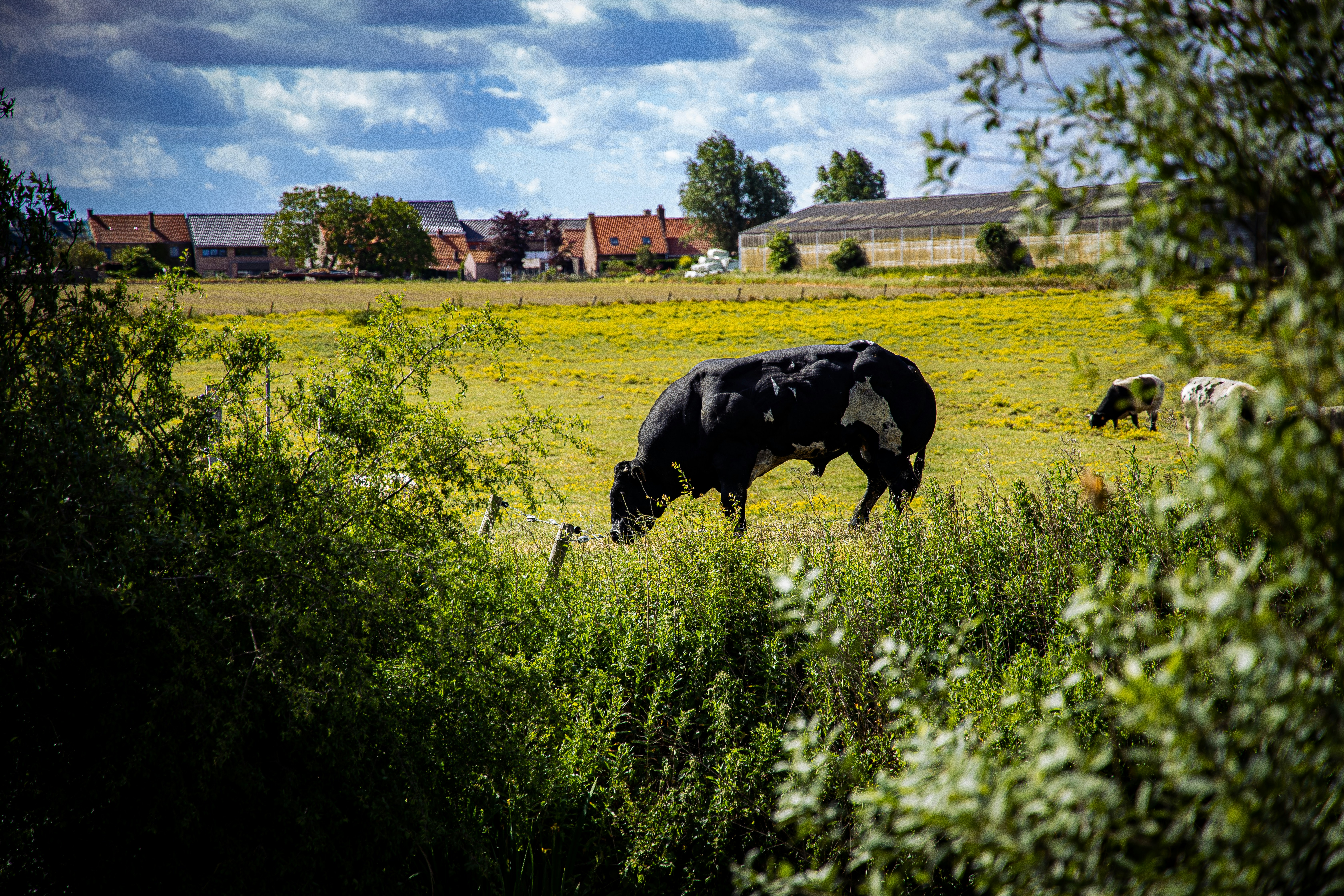 black cow on green grass field during daytime