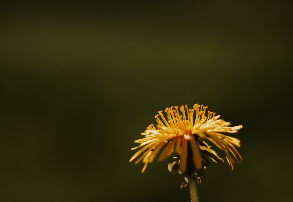 yellow flower in tilt shift lens