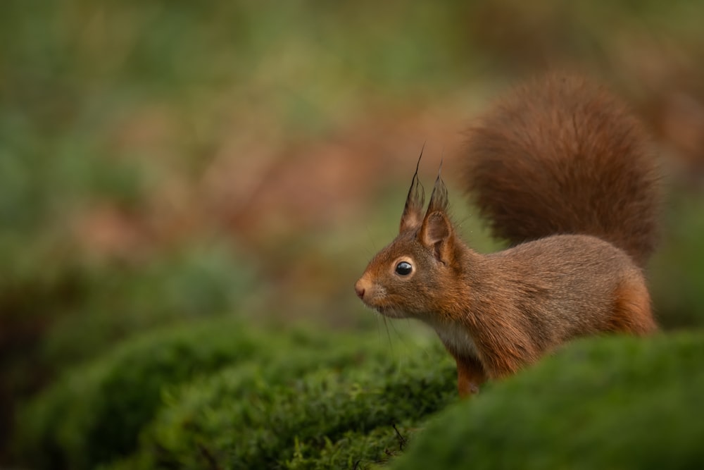 brown squirrel on green grass during daytime