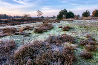 A serene tundra landscape at dawn with soft icy blues and gentle frost-covered plants.