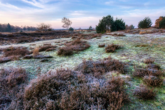 A serene tundra landscape at dawn with soft icy blues and gentle frost-covered plants.