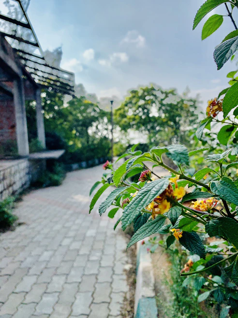 A quiet pathway lined with blooming flowers leading to the memorial halls