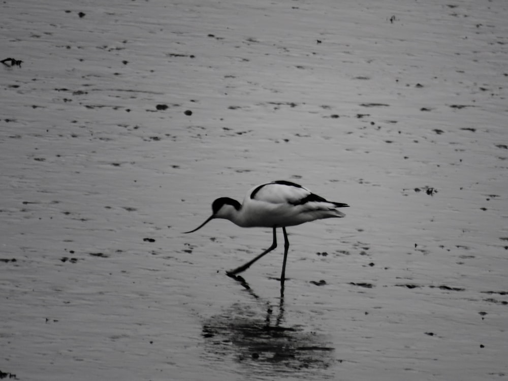 white and black bird on water during daytime