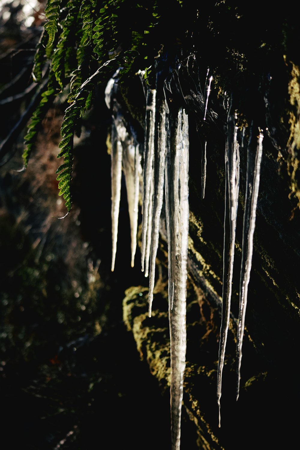 white and brown tree branch