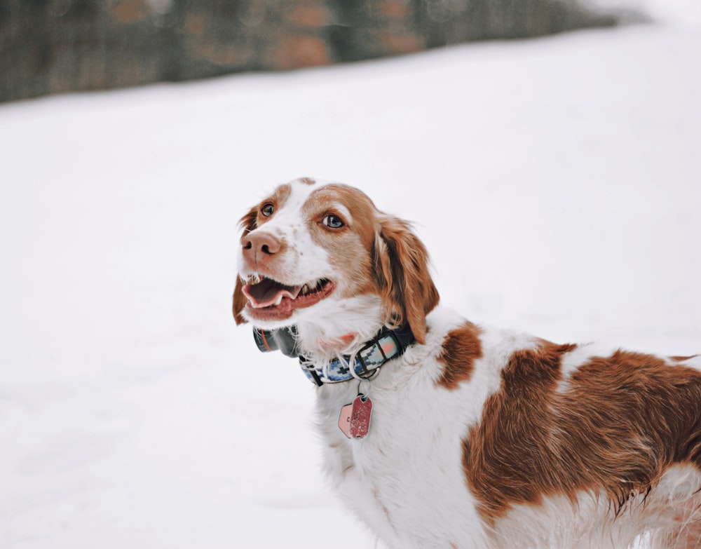 white and brown short coated dog on snow covered ground during daytime