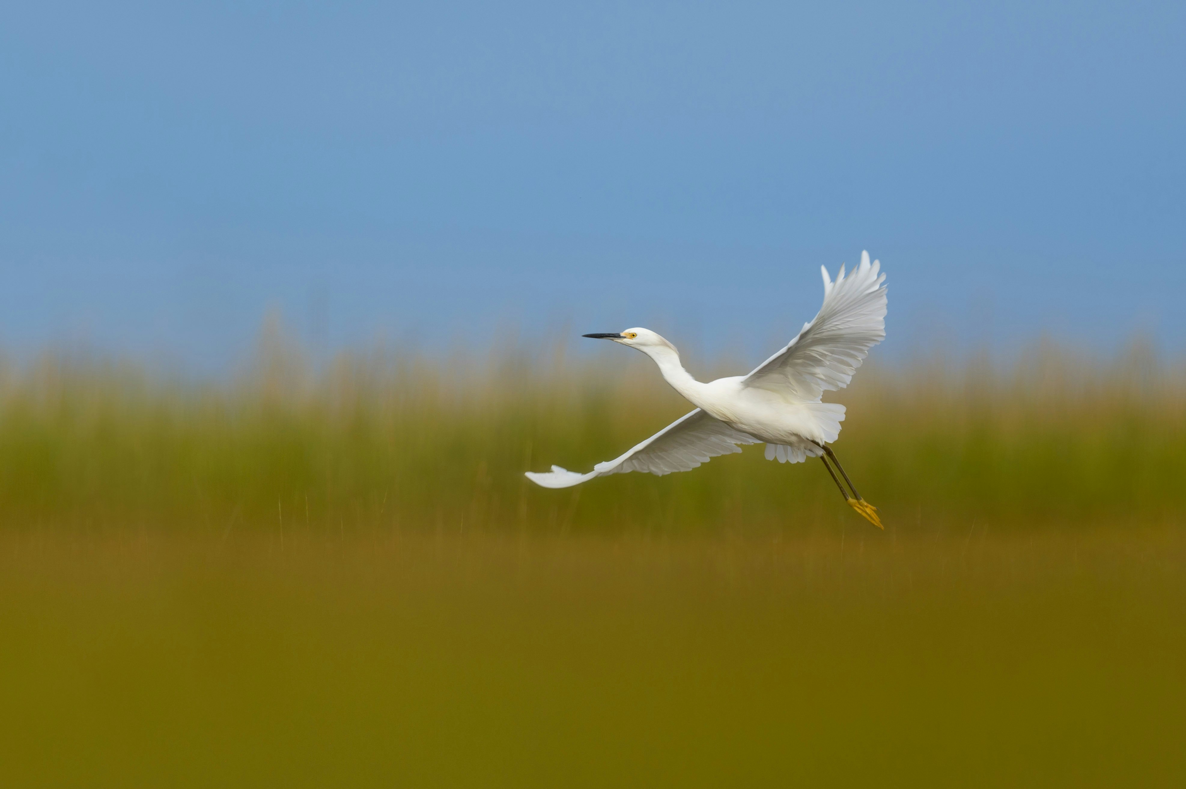 white bird flying over the lake during daytime