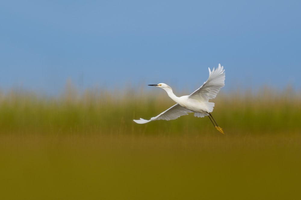 white bird flying over the lake during daytime