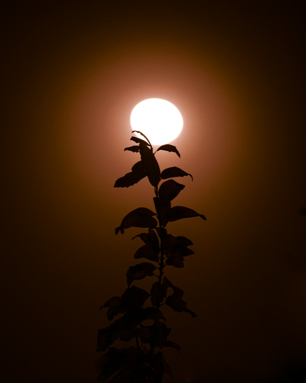 green plant under the sun