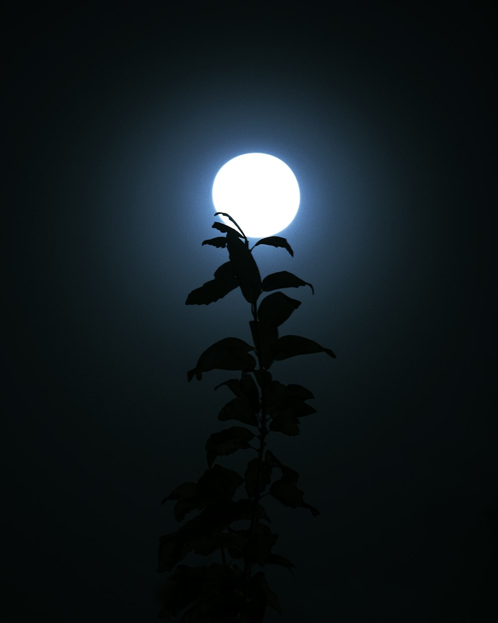 green plant in dark room