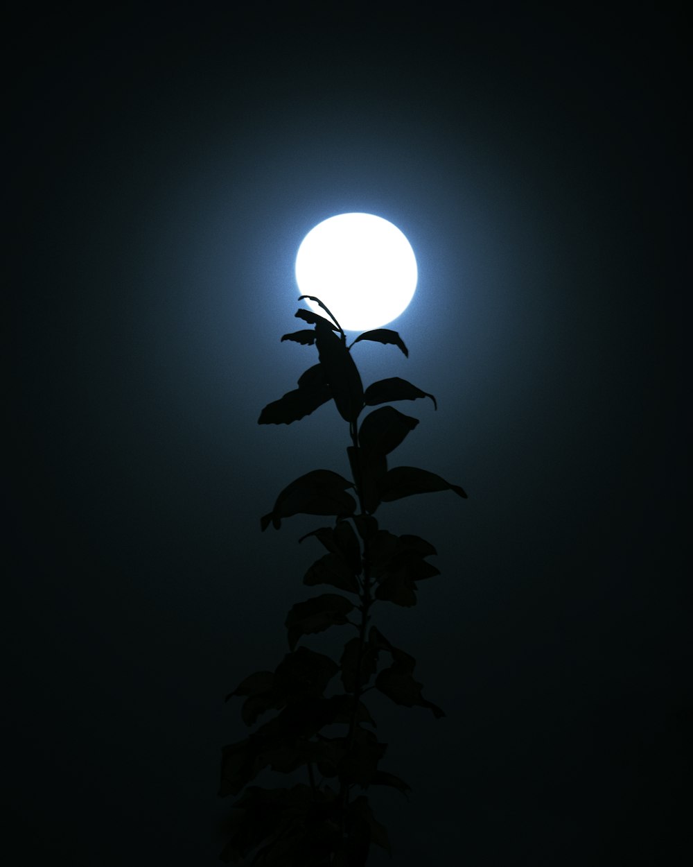 100+ Moonlight Pictures | Download Free Images on Unsplash