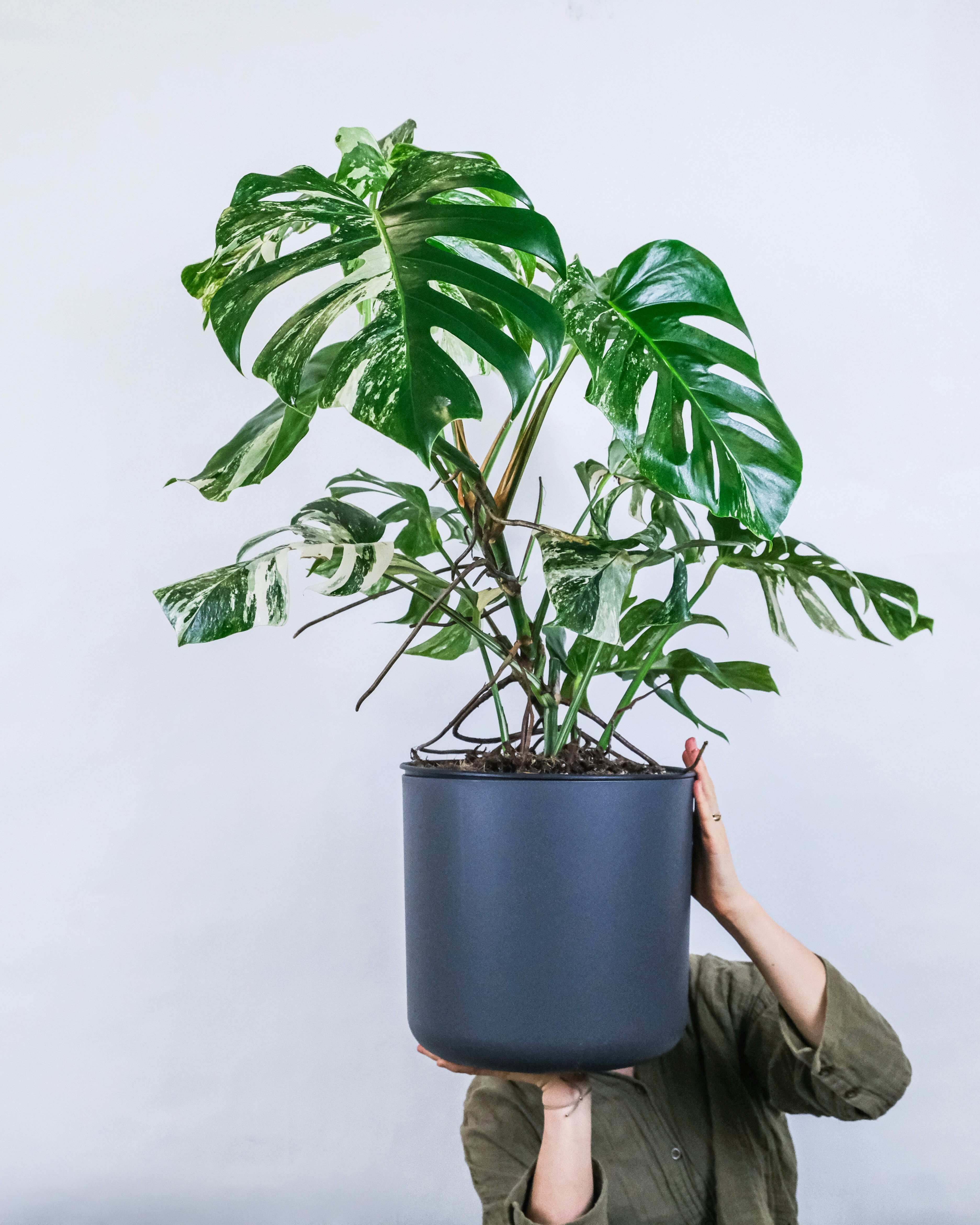 person holding green potted plant