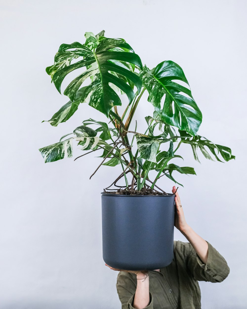 personne tenant une plante verte en pot