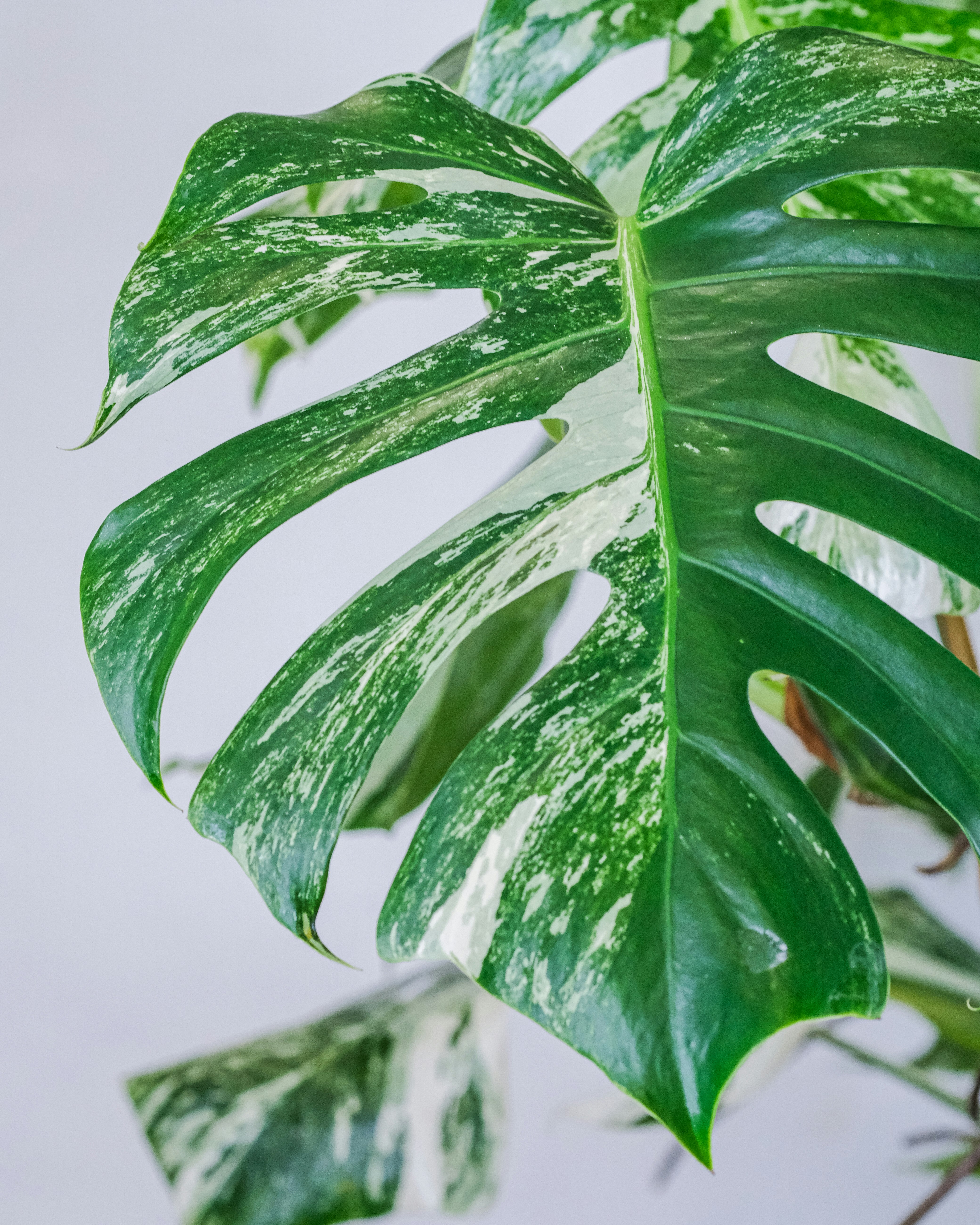 green leaf plant in close up photography