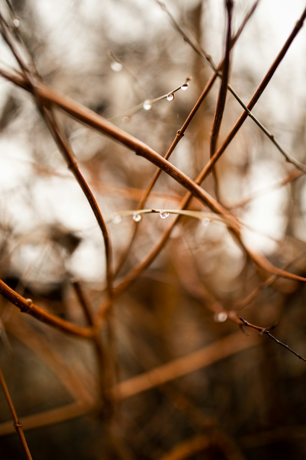 brown tree branch with water droplets