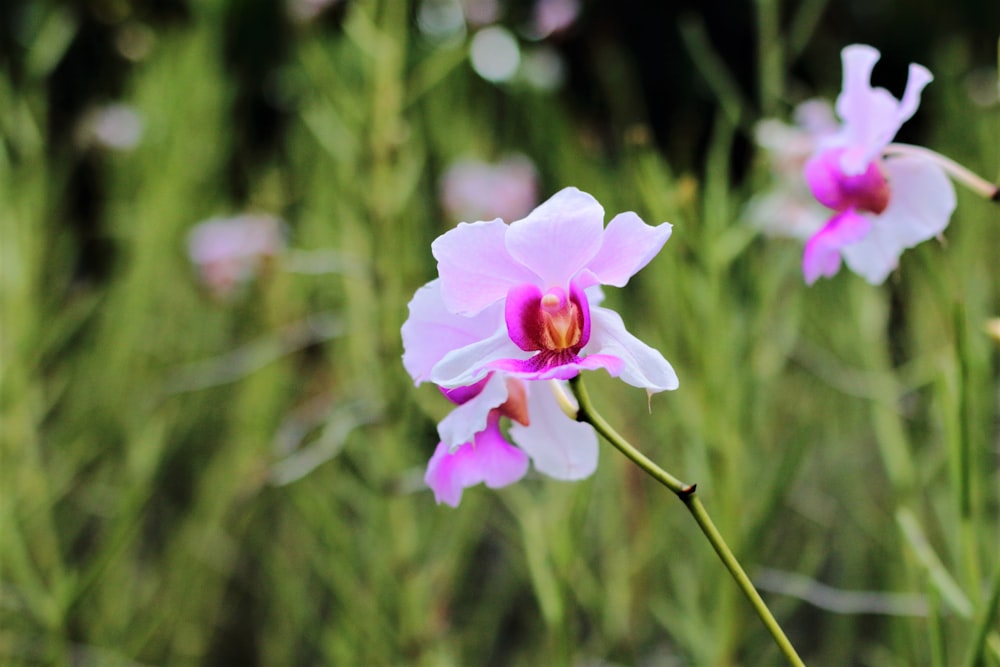 pink flower in tilt shift lens