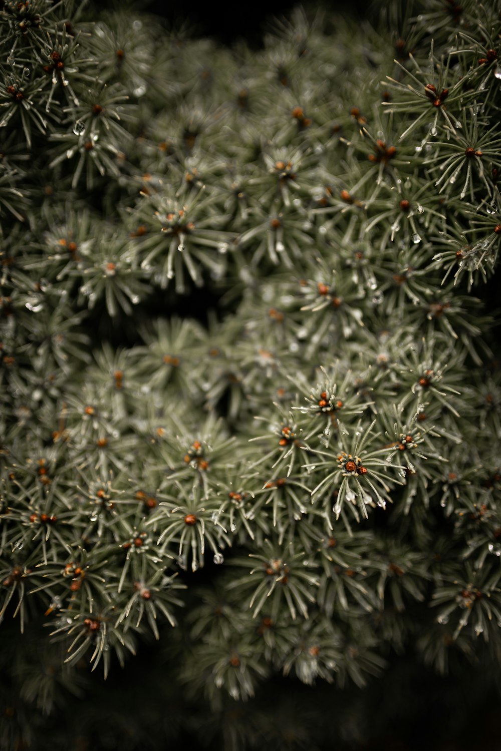 green and white plant leaves