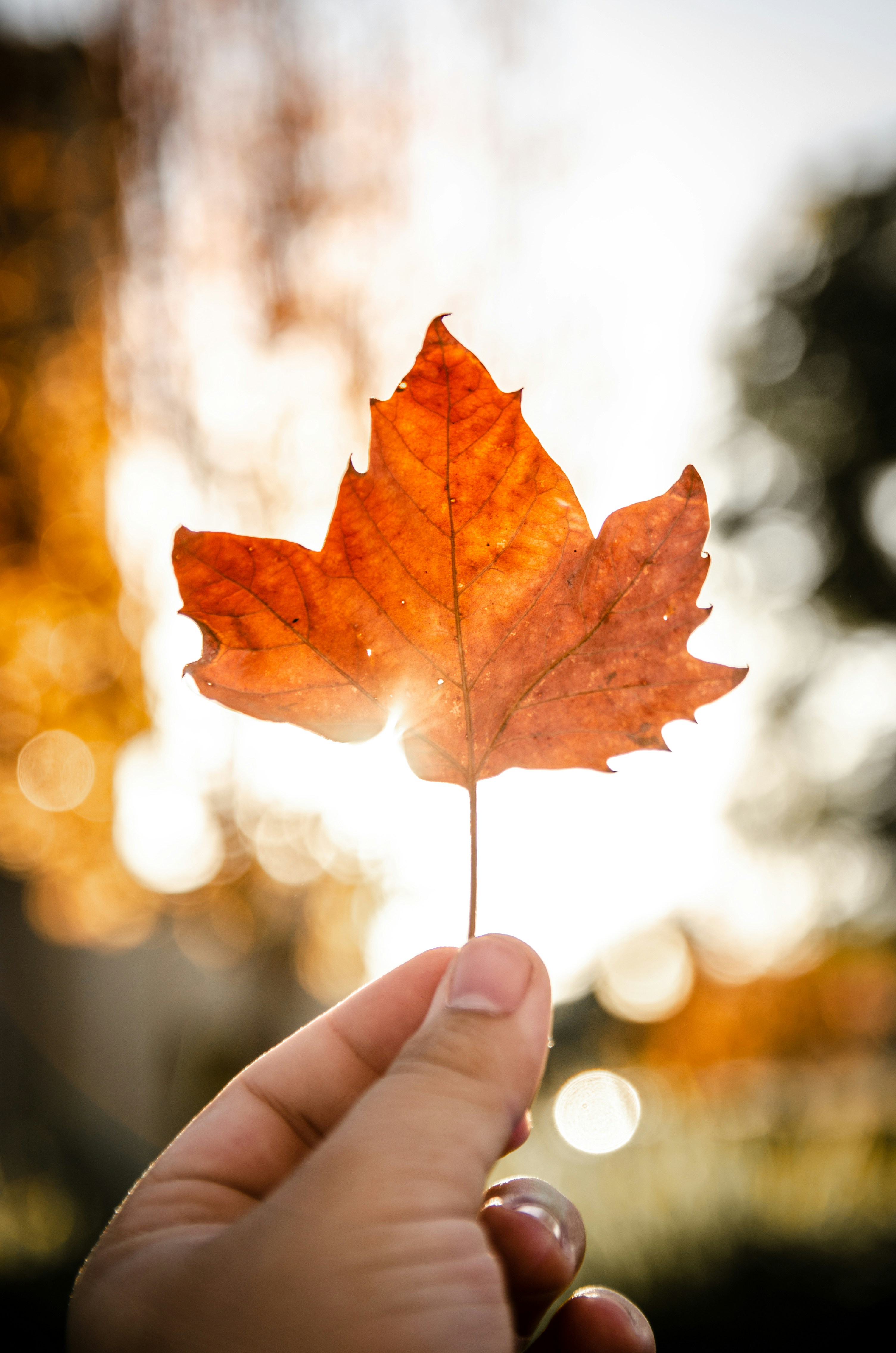 Photo by lookitsirving