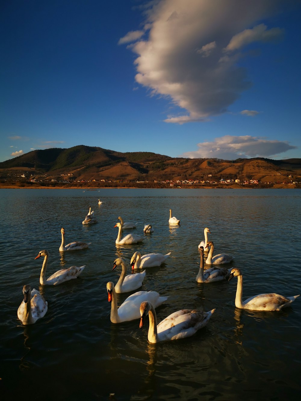 white swan on water during daytime