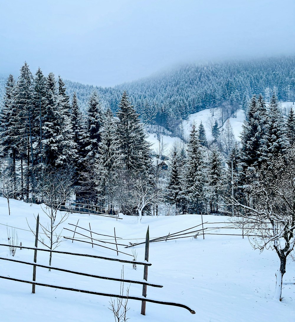 green pine trees on snow covered ground during daytime