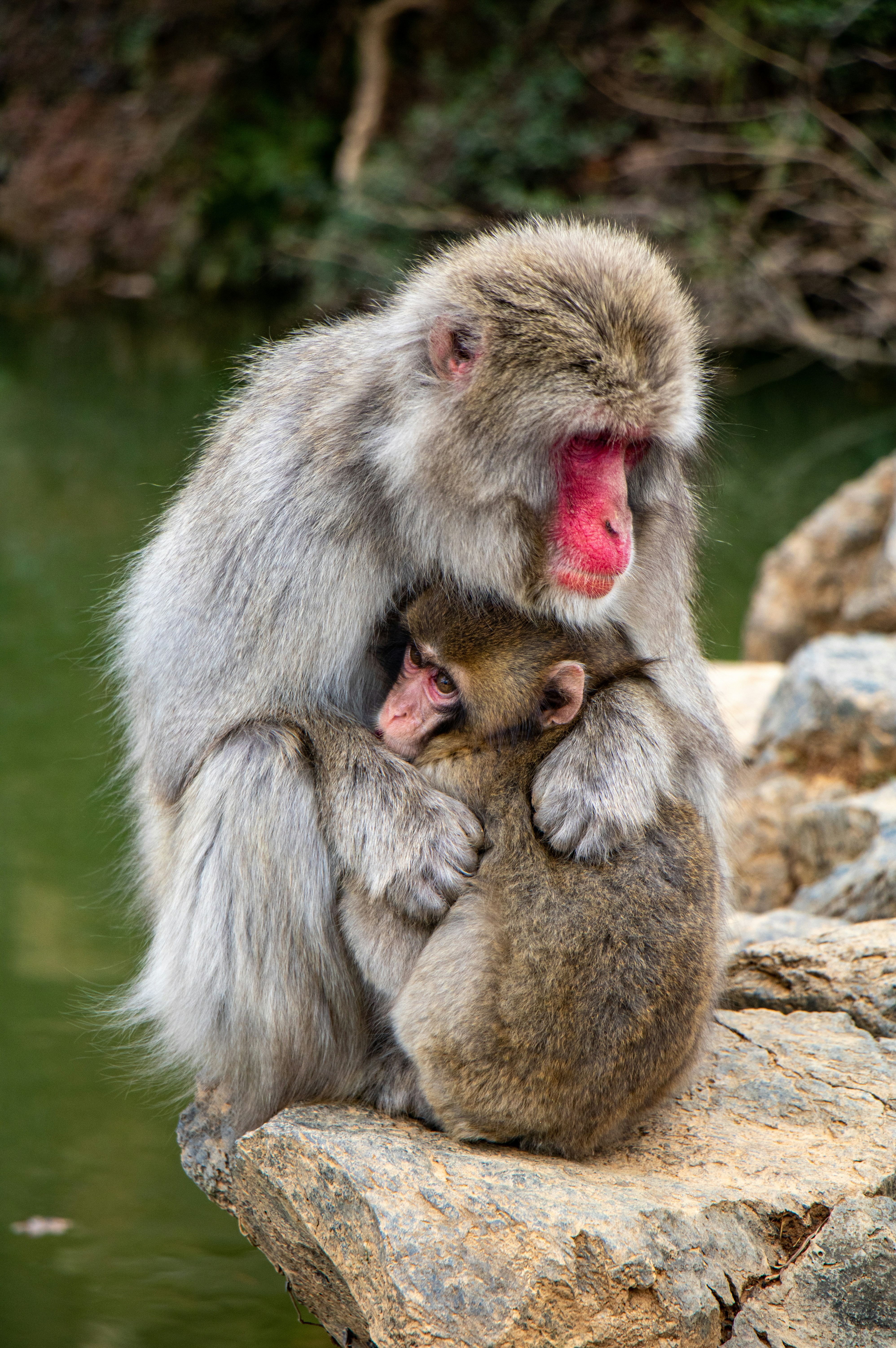 gray monkey eating food on brown wooden log during daytime