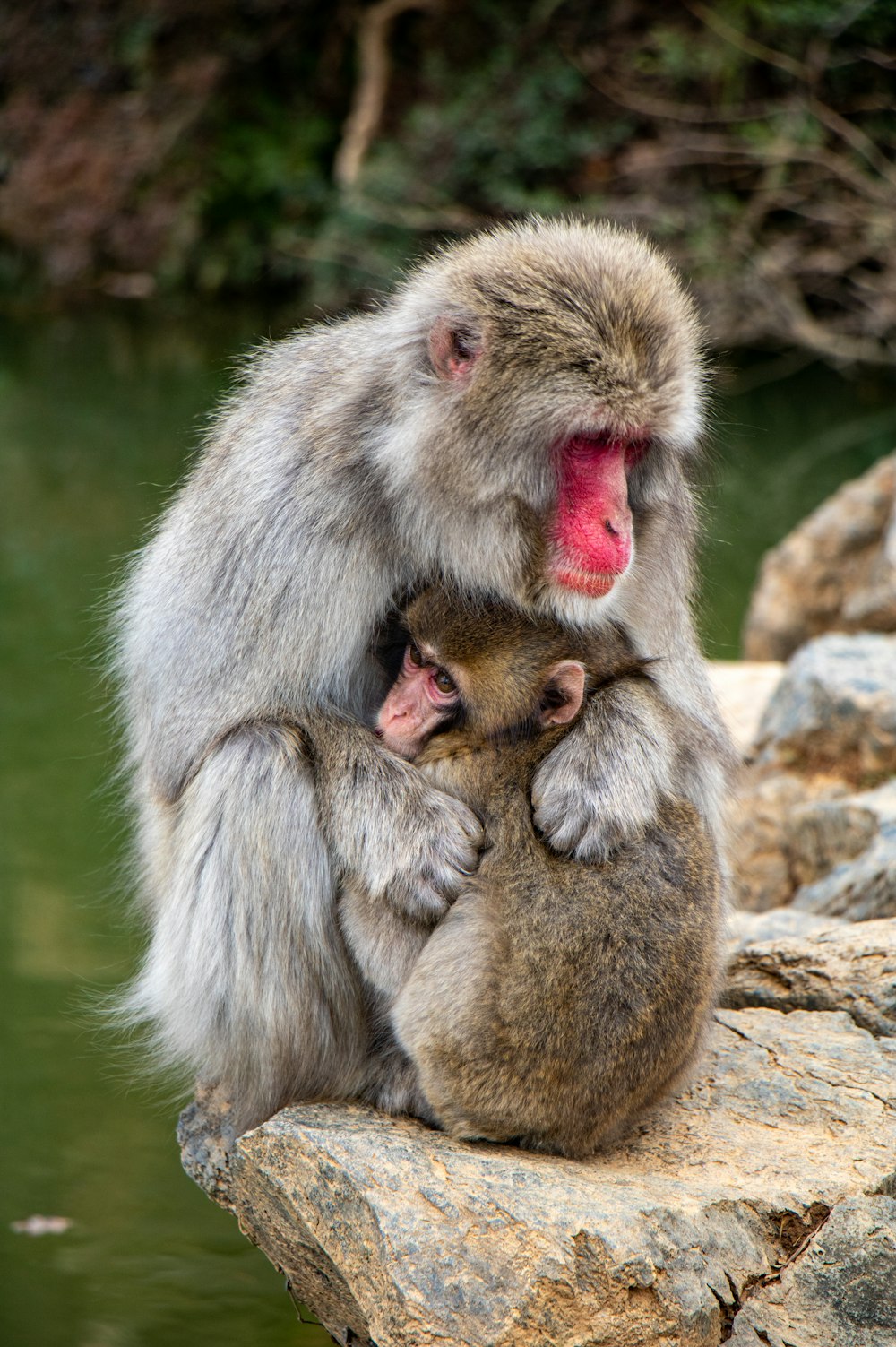 gray monkey eating food on brown wooden log during daytime