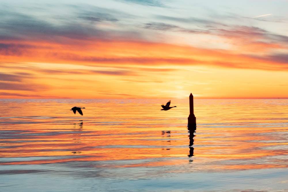 silhouette of 2 birds on body of water during sunset