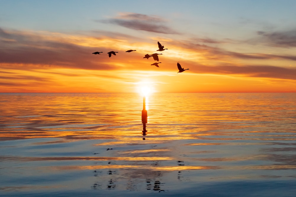 Vögel, die während des Sonnenuntergangs über das Meer fliegen