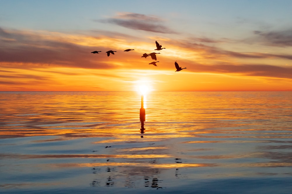 birds flying over the sea during sunset