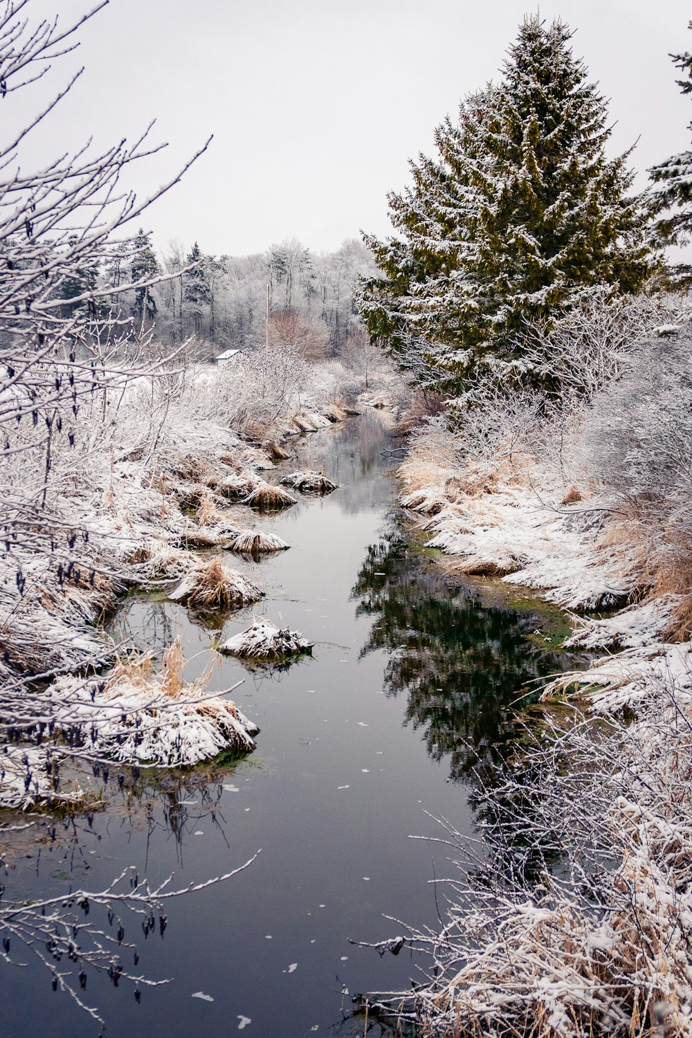 snow covered trees and river during daytime