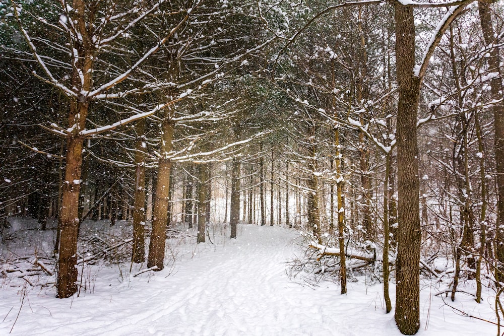 snow covered trees during daytime