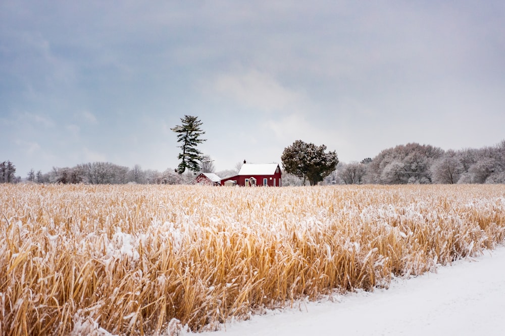 brown grass field near red house under white clouds during daytime