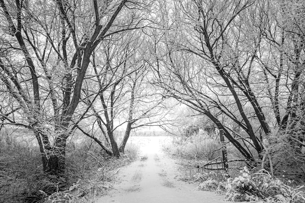 grayscale photo of trees near river