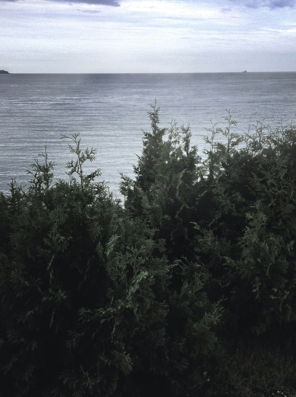 green plants near body of water during daytime