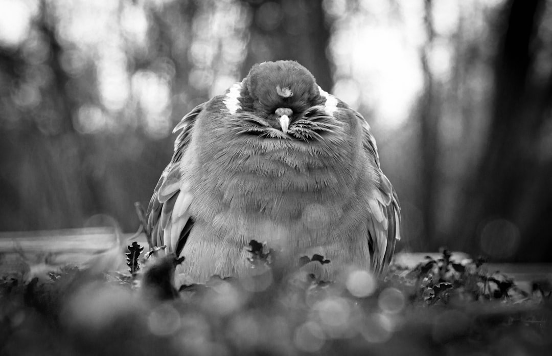 grayscale photo of bird on tree branch
