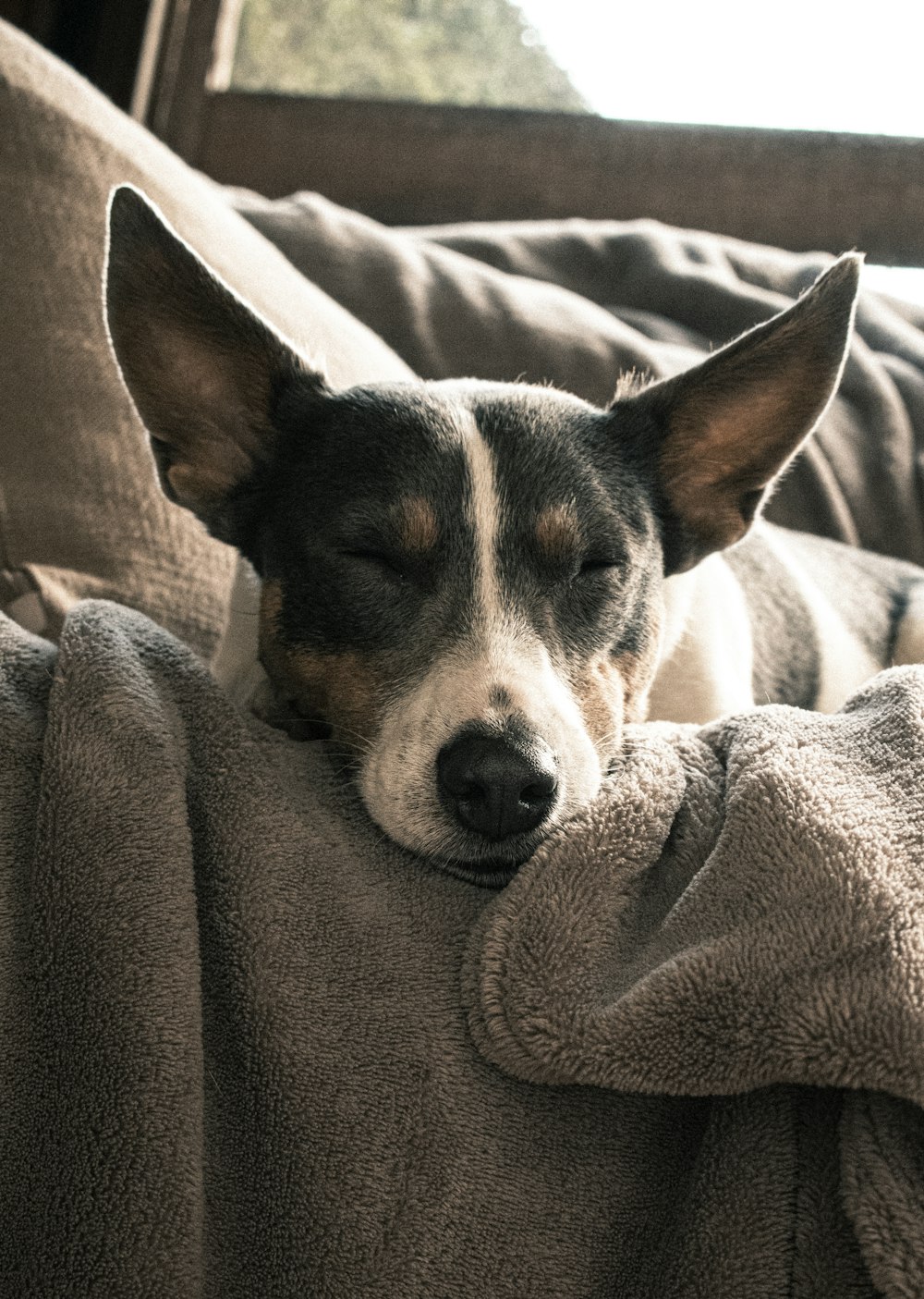 black white and brown short coated dog on gray textile