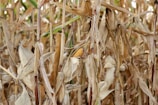 Golden corn ears ready for harvest with a rustic barn in the background.