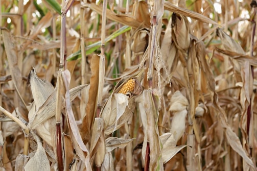 A field of dried corn stalks with brown and golden leaves, showcasing a partly exposed ear of corn. The stalks are tall, densely packed, and exhibit signs of maturity and harvest readiness.